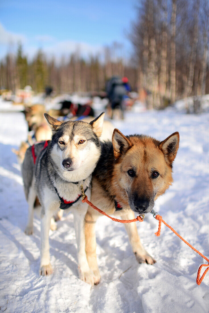 Husky-Schlittentour durch die Taiga mit Bearhillhusky in Rovaniemi, Lappland, Finnland, in der Wildnis