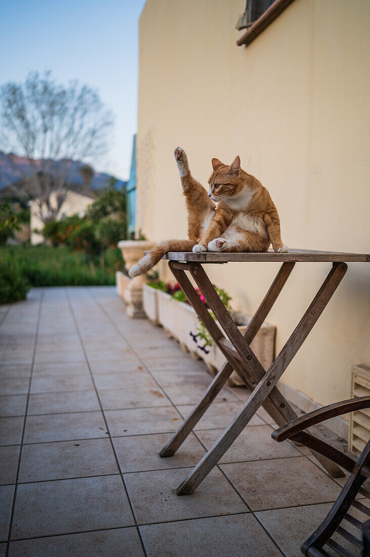 Young cat stretching on backyard table