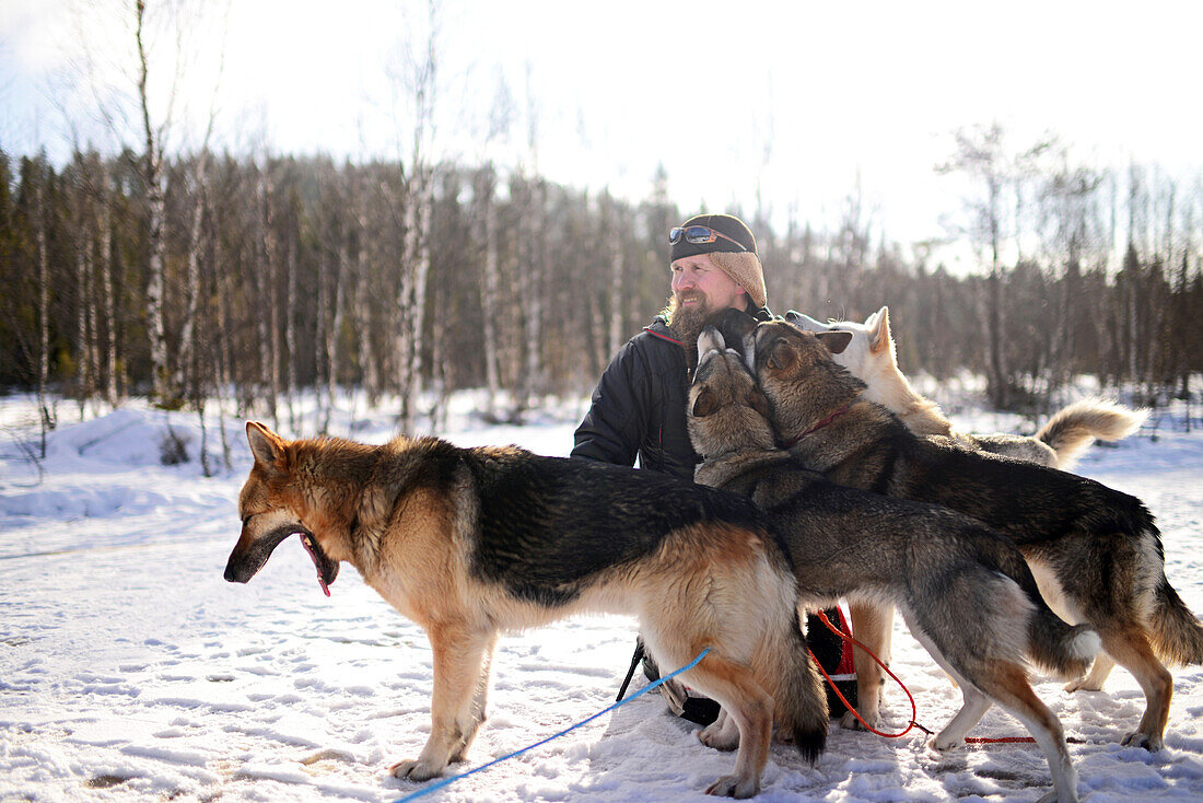 Eine Gruppe schöner Hunde küsst einen jungen Mann. Wildnis-Husky-Schlittentour in der Taiga mit Bearhillhusky in Rovaniemi, Lappland, Finnland