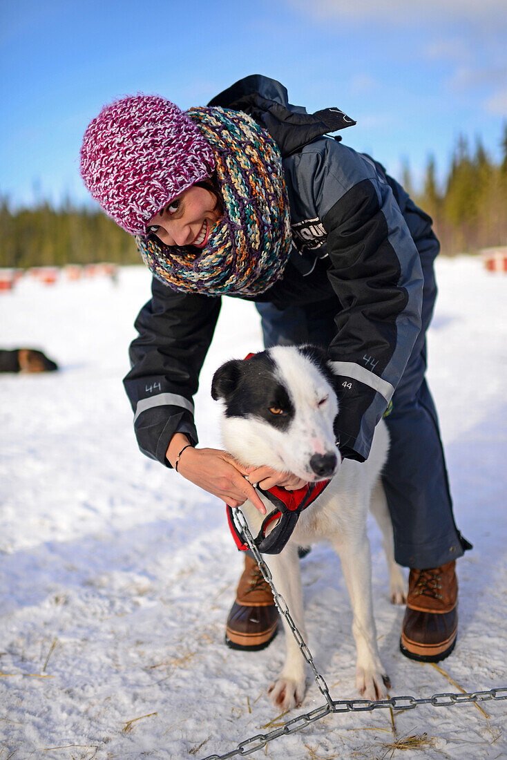 Junge Frau legt ihrem Hund ein Geschirr an. Wildnis-Husky-Schlittentour in der Taiga mit Bearhillhusky in Rovaniemi, Lappland, Finnland