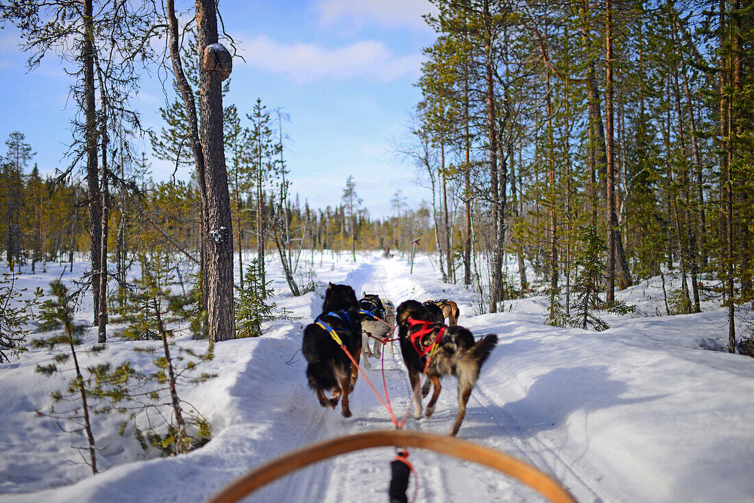 Wilderness husky sledding taiga tour with Bearhillhusky in Rovaniemi, Lapland, Finland