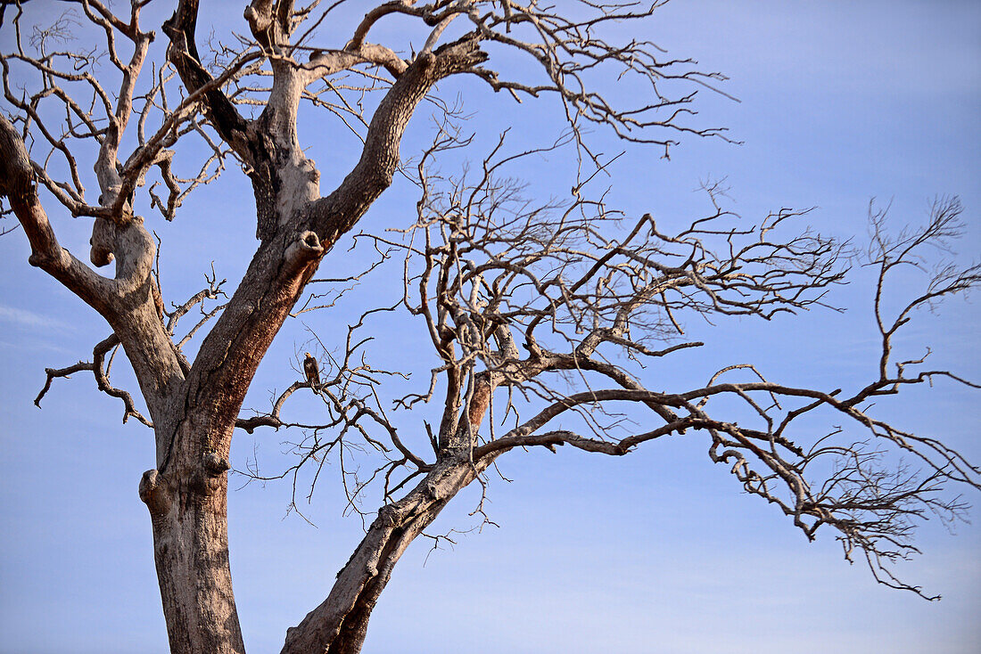 Vogel auf Baum. Udawalawe-Nationalpark, an der Grenze zwischen den Provinzen Sabaragamuwa und Uva, Sri Lanka
