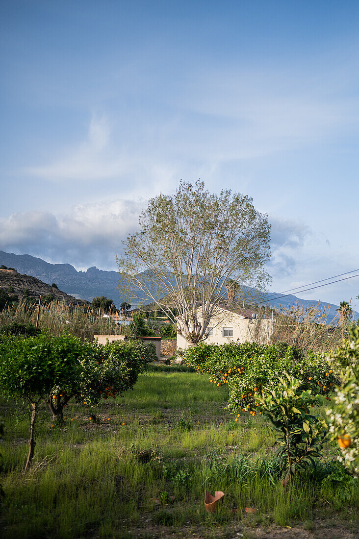 Orange tree fields in rural area of Altea, Alicante, Spain