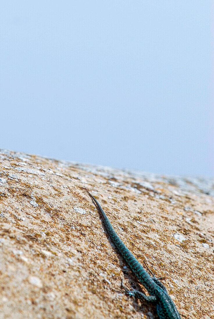 Formentera's sargantane, Icon of the island of Formentera, it is the only species of lizard that lives in the Pitiusan Islands, Spain