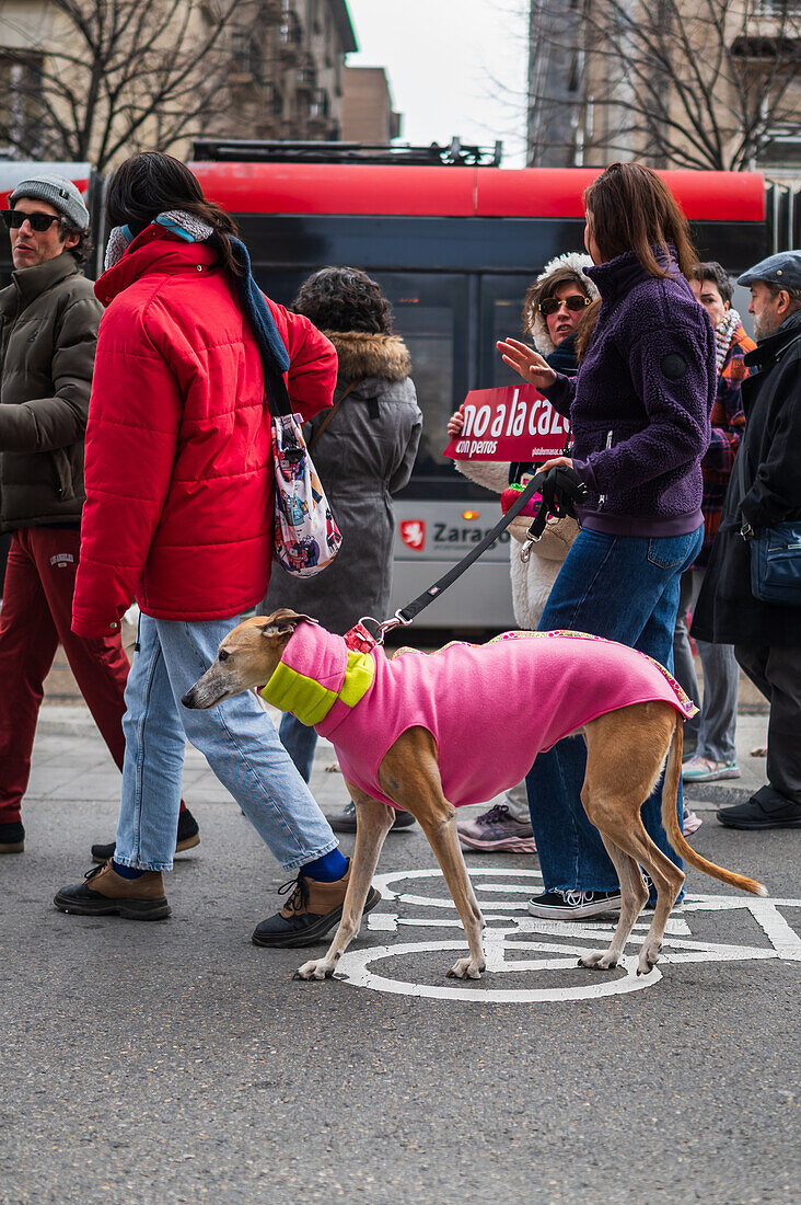 Tausende von Menschen demonstrieren in Spanien, um ein Ende der Jagd mit Hunden zu fordern, Zaragoza, Spanien