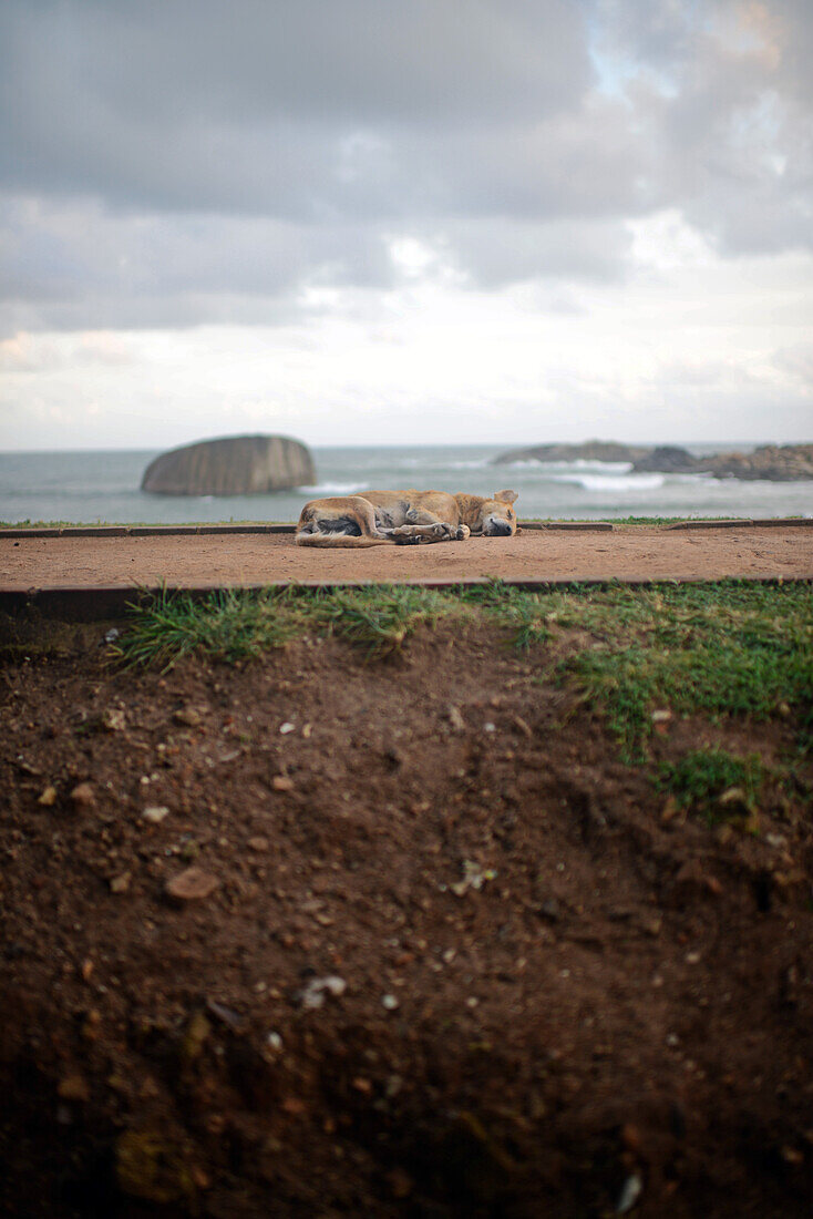 Straßenhund in Galle Fort, Sri Lanka