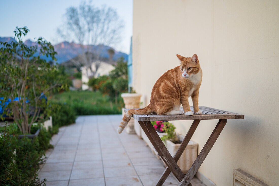 Young cat on backyard table