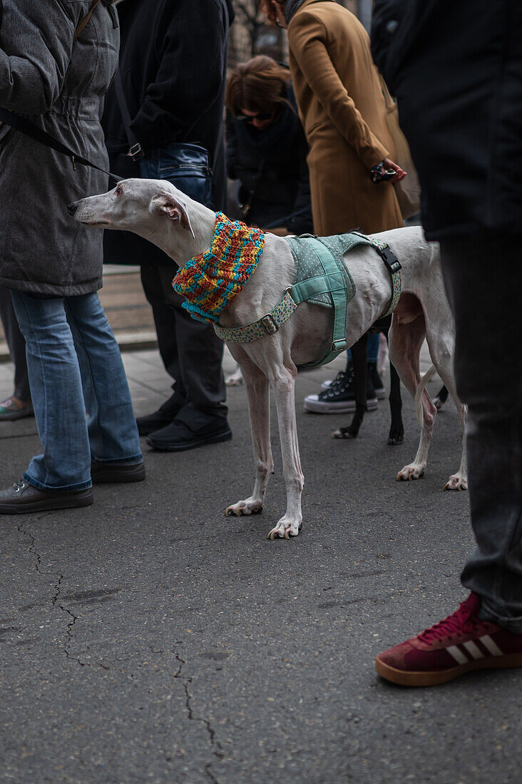 Thousands of people demonstrate in Spain to demand an end to hunting with dogs, Zaragoza, Spain