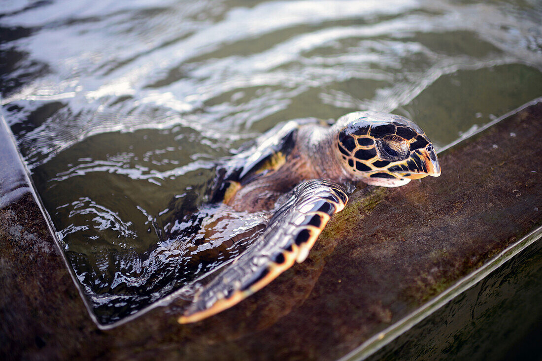 Sea Turtle Hatchery and Rescue Center founded by B.K. Ariyapala in Paraliya, Sri Lanka