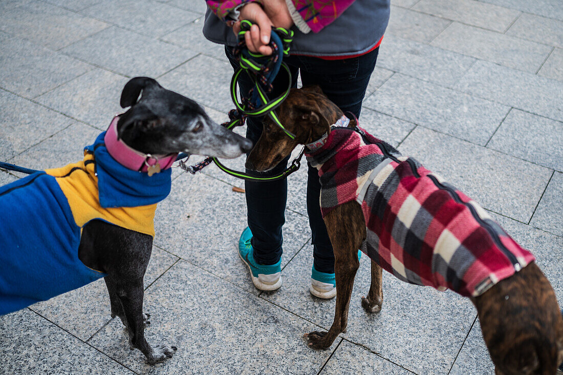 Thousands of people demonstrate in Spain to demand an end to hunting with dogs, Zaragoza, Spain