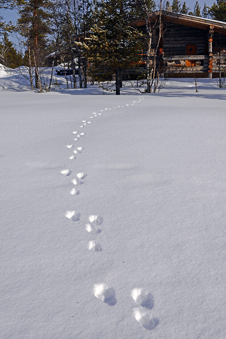 Schritte eines kleinen Säugetiers im Schnee, Lappland, Finnland