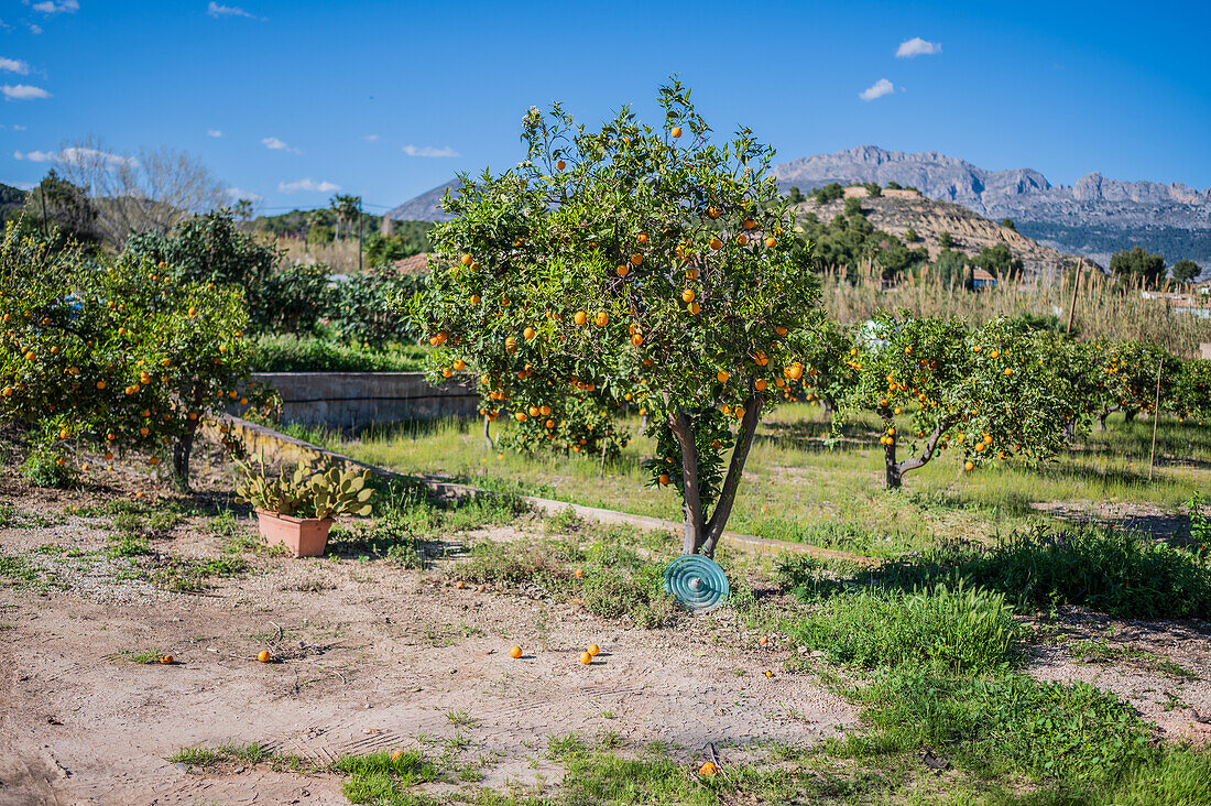 Orangenbaumfelder in einer ländlichen Gegend von Altea, Alicante, Spanien
