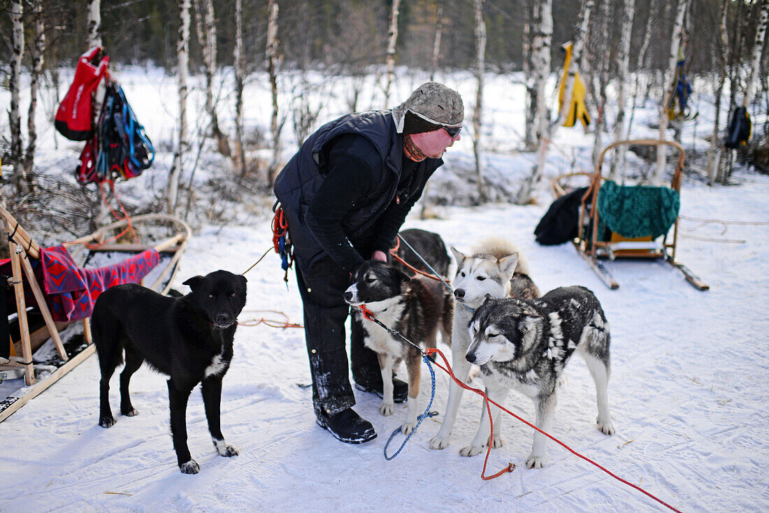 Husky-Schlittentour durch die Taiga mit Bearhillhusky in Rovaniemi, Lappland, Finnland, in der Wildnis