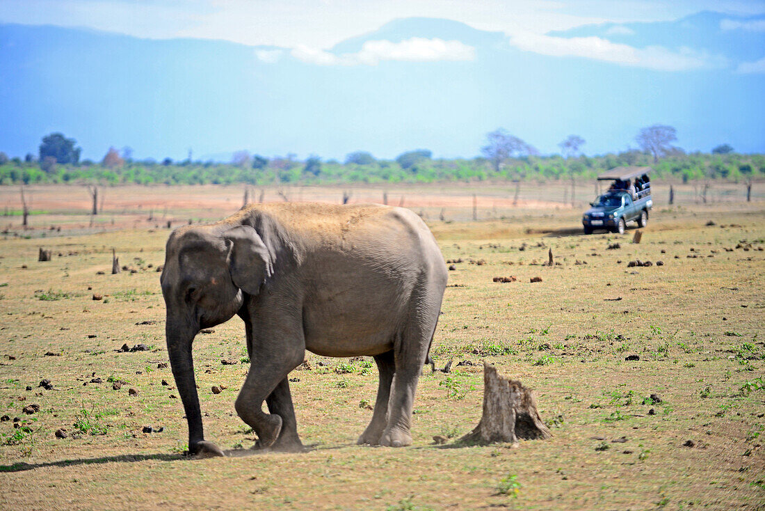 Sri Lankan elephant (Elephas maximus maximus) and safari jeep in Udawalawe National Park, on the boundary of Sabaragamuwa and Uva Provinces, in Sri Lanka.