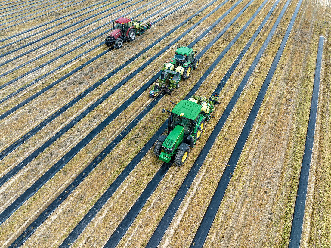 Wassermelonenpflanzen werden in Seaford DE ins Feld gepflanzt