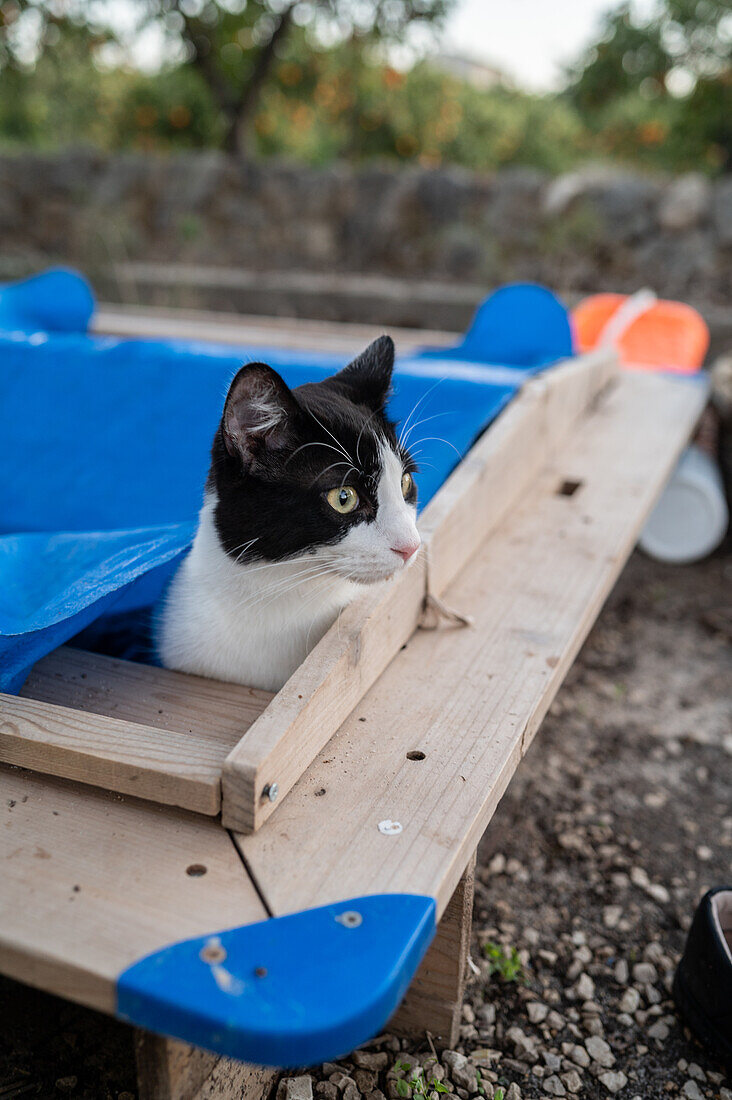 Lustige Aufnahme einer jungen Katze, die unter einem Tuch im Garten versteckt ist