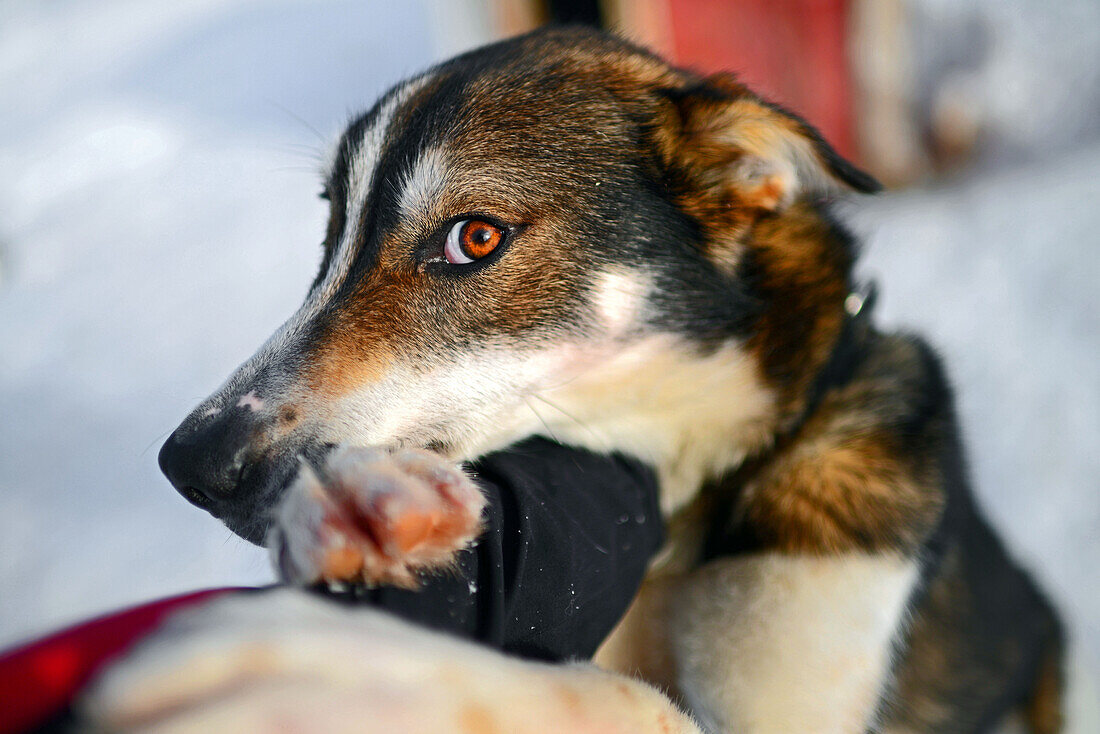 Husky-Schlittentour durch die Taiga mit Bearhillhusky in Rovaniemi, Lappland, Finnland, in der Wildnis