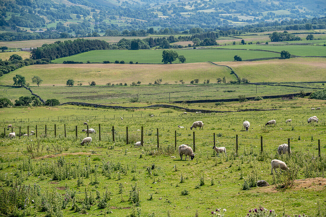 Schafe fressen Gras auf einem Feld in den Yorkshire Dales, England
