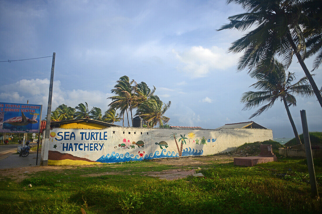 Sea Turtle Hatchery and Rescue Center founded by B.K. Ariyapala in Paraliya, Sri Lanka