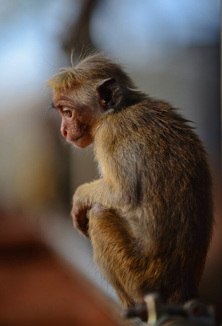 Totenkopfäffchen (Macaca sinica) in Sigiriya, Sri Lanka