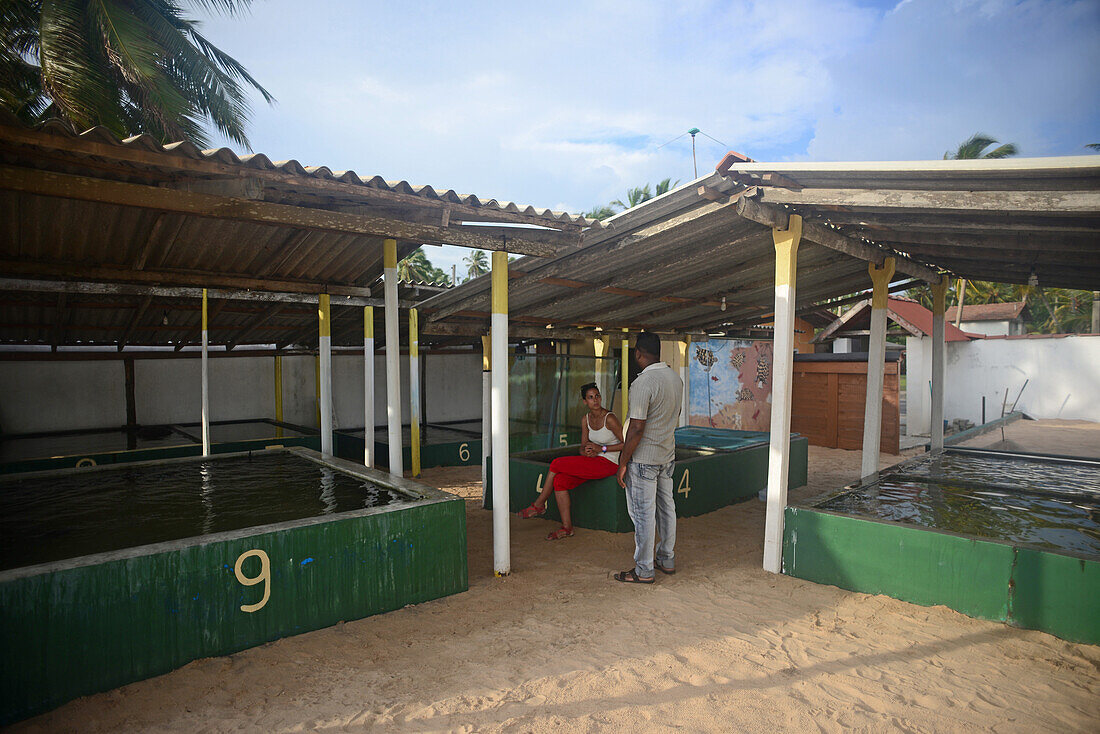 Sea Turtle Hatchery and Rescue Center founded by B.K. Ariyapala in Paraliya, Sri Lanka