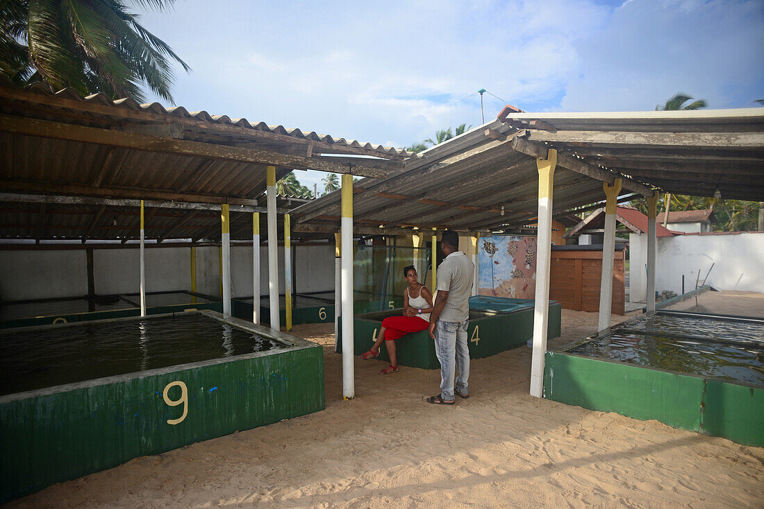 Von B.K. Ariyapala gegründetes Zentrum zur Aufzucht und Rettung von Meeresschildkröten in Paraliya, Sri Lanka