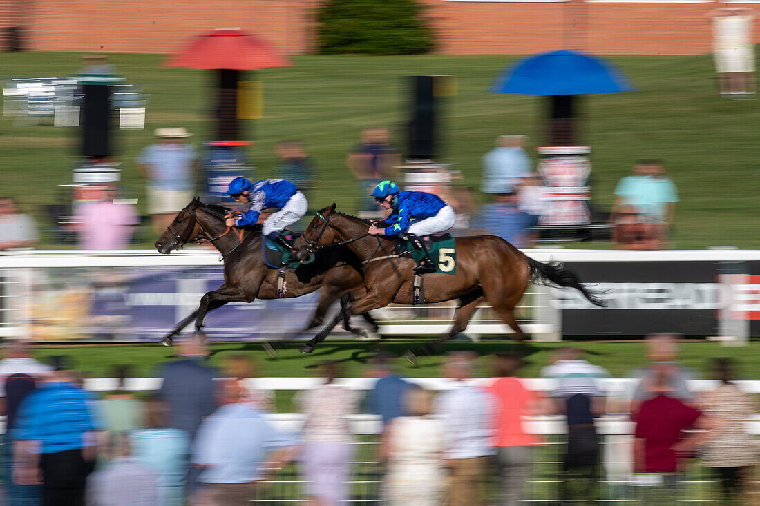 Rennpferd in Ripon Races England 2023