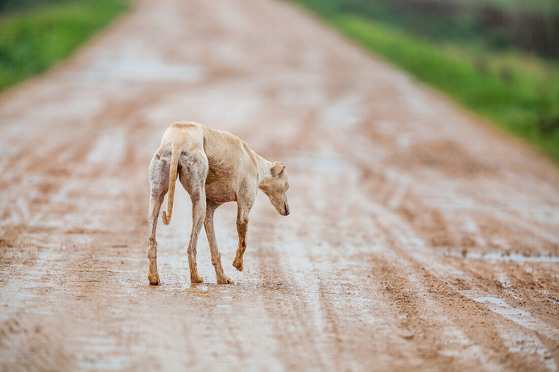 Ein verlassener spanischer Windhund auf einem trostlosen Weg in Spanien