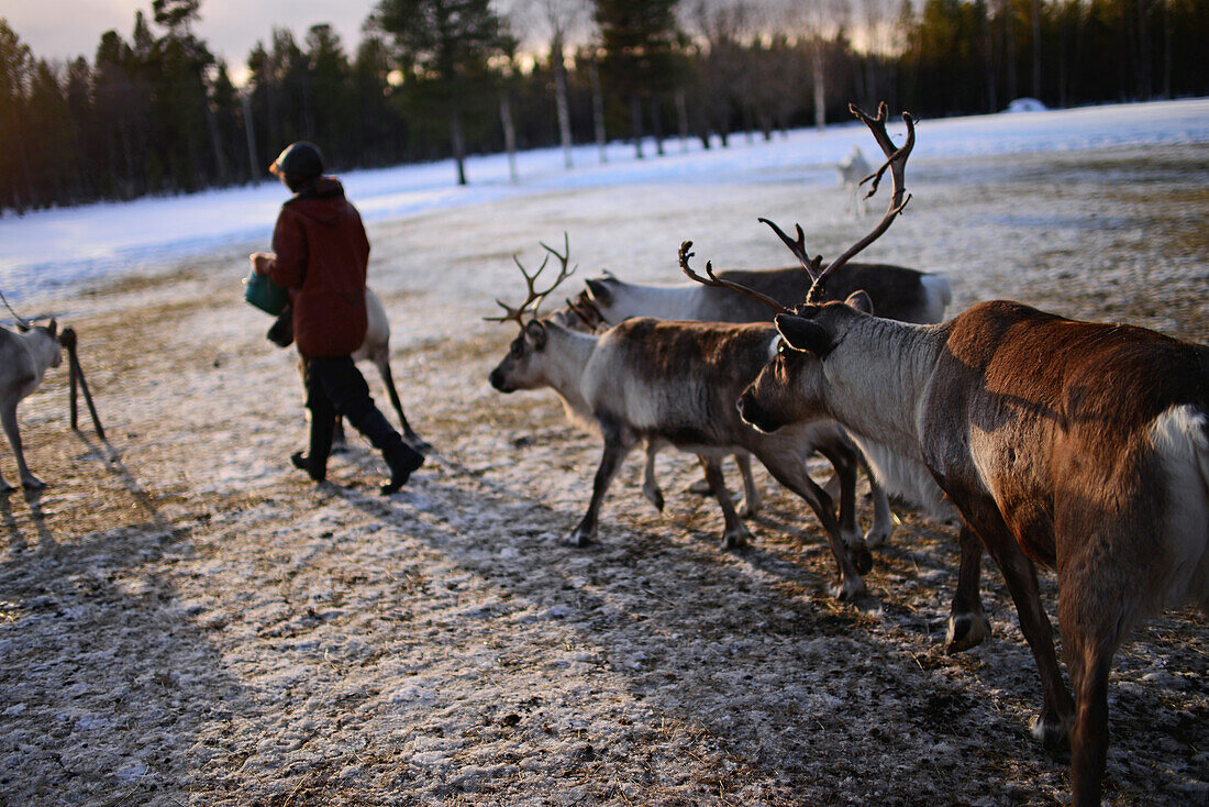 Auf der Rentierfarm von Tuula Airamo, einem Nachfahren der S?mi, am Muttus-See. Inari, Lappland, Finnland