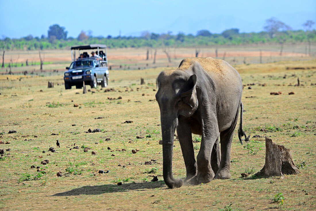 Sri Lankan elephant (Elephas maximus maximus) and safari jeep in Udawalawe National Park, on the boundary of Sabaragamuwa and Uva Provinces, in Sri Lanka.