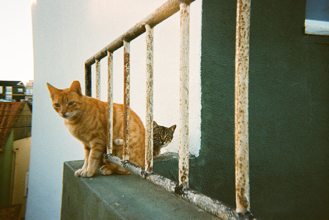 Analogfotografie von Katzen auf dem Balkon eines Hauses, Peniche, Portugal