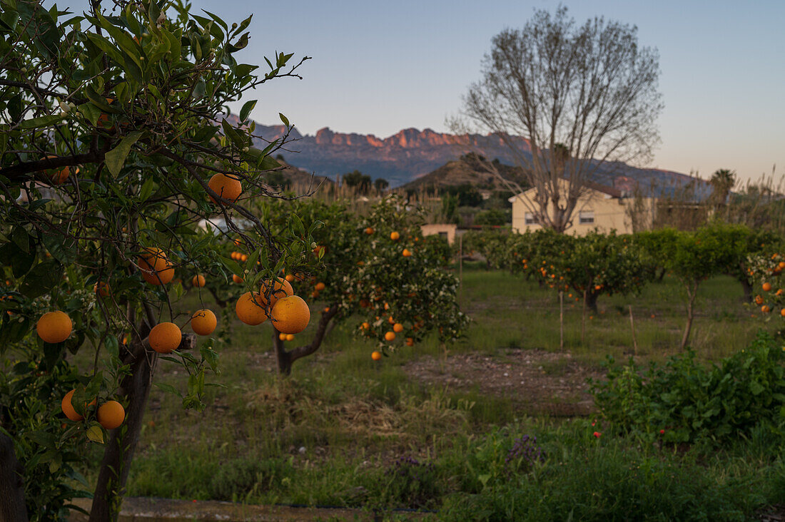 Orange tree fields in rural area of Altea, Alicante, Spain