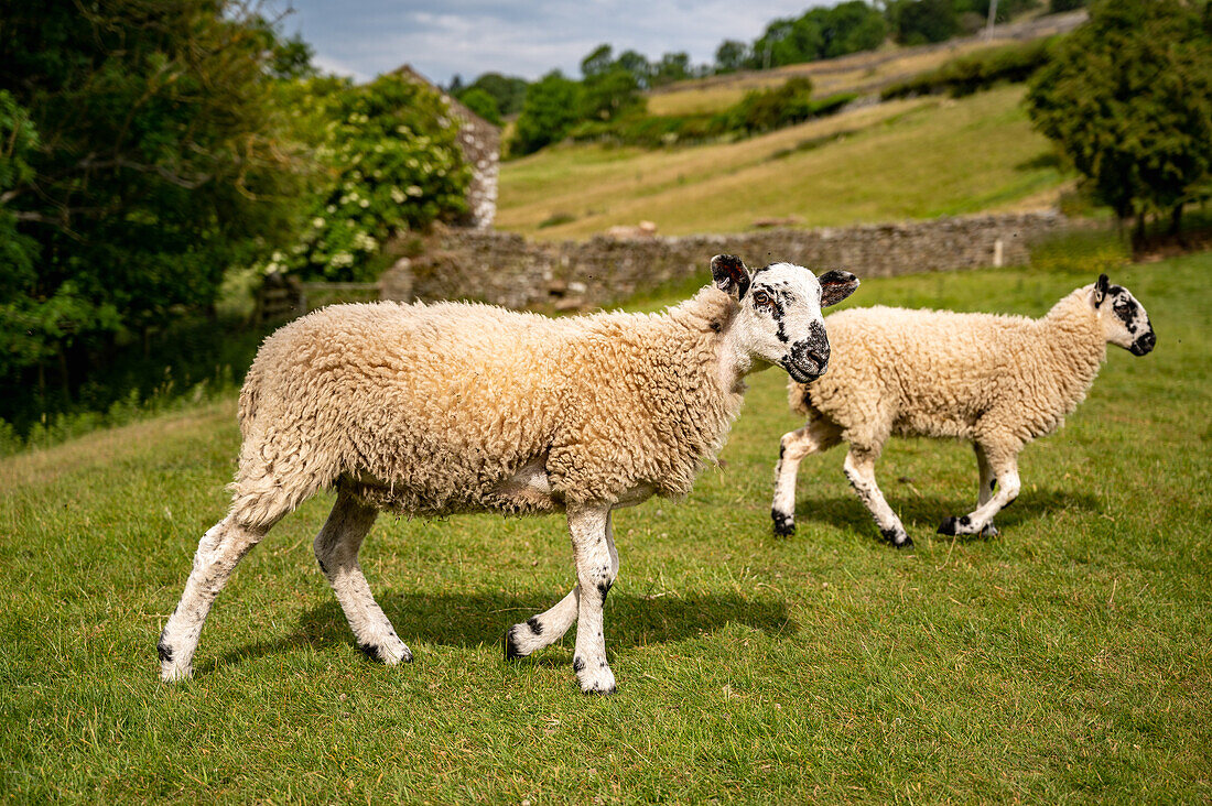 Mule Ram Lamb in mountains in Yorkshire England