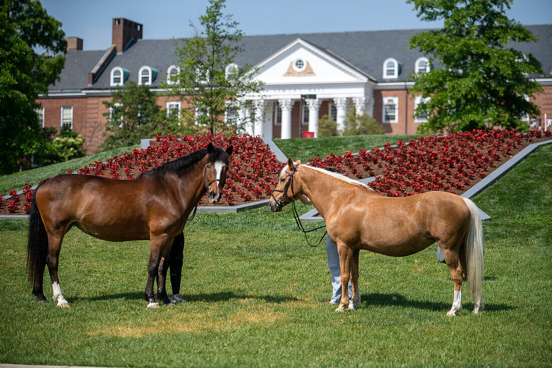 Pferde an der Universität von Maryland
