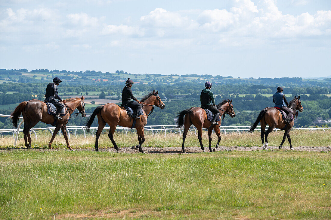 Race horse training in Middleham Gallops in England 2023