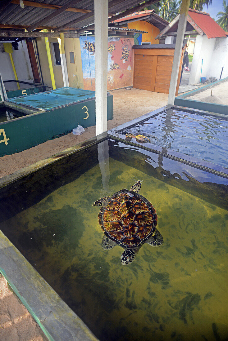 Sea Turtle Hatchery and Rescue Center founded by B.K. Ariyapala in Paraliya, Sri Lanka