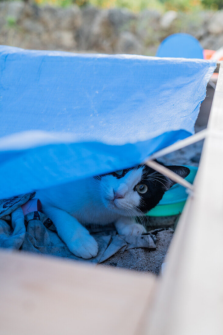 Funny shot of young cat hidden below a cloth in garden