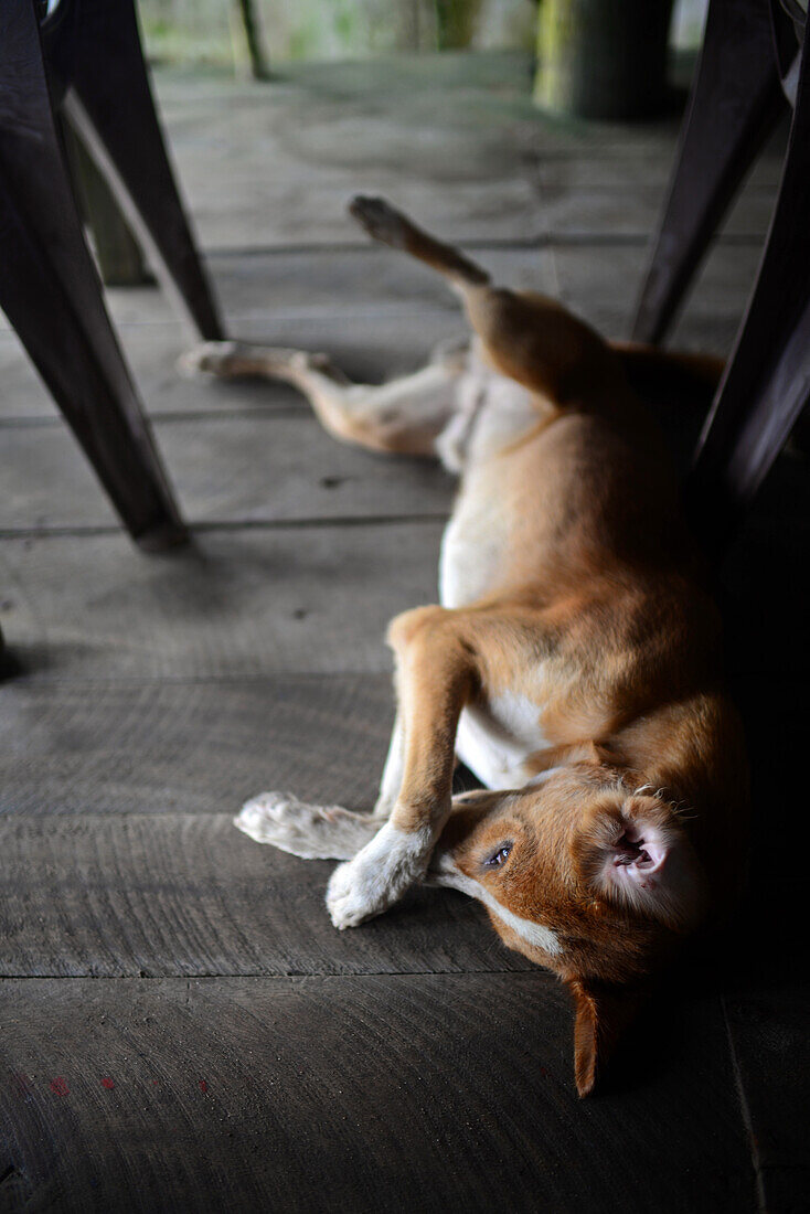 Brown dog laying down under the tables in restaurant, Sri Lanka