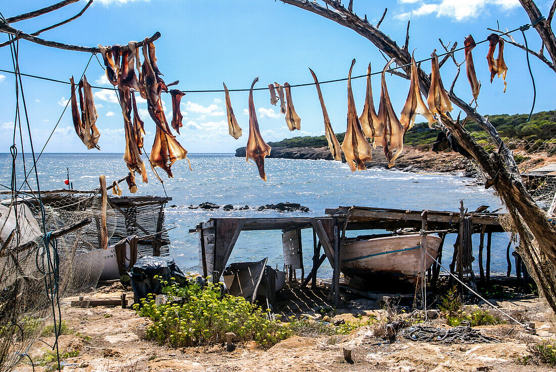 Formenteras Trockenfisch - Peix Sec de Formentera, in Torrent de Sealga. Nach traditioneller Methode werden die lokalen Rochenarten in der Sonne und im Wind getrocknet, aufgehängt an einem lokalen Baum namens sabina" (Juniperus phoenicea turbinata)"