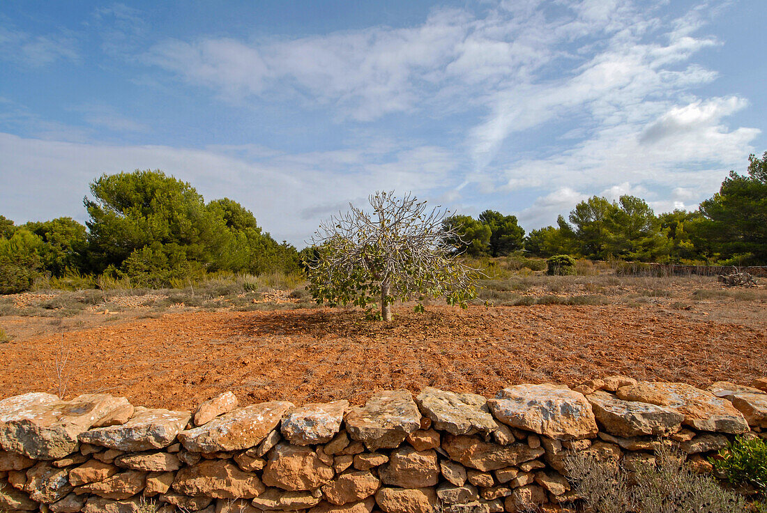 Rural area of Formentera, Spain