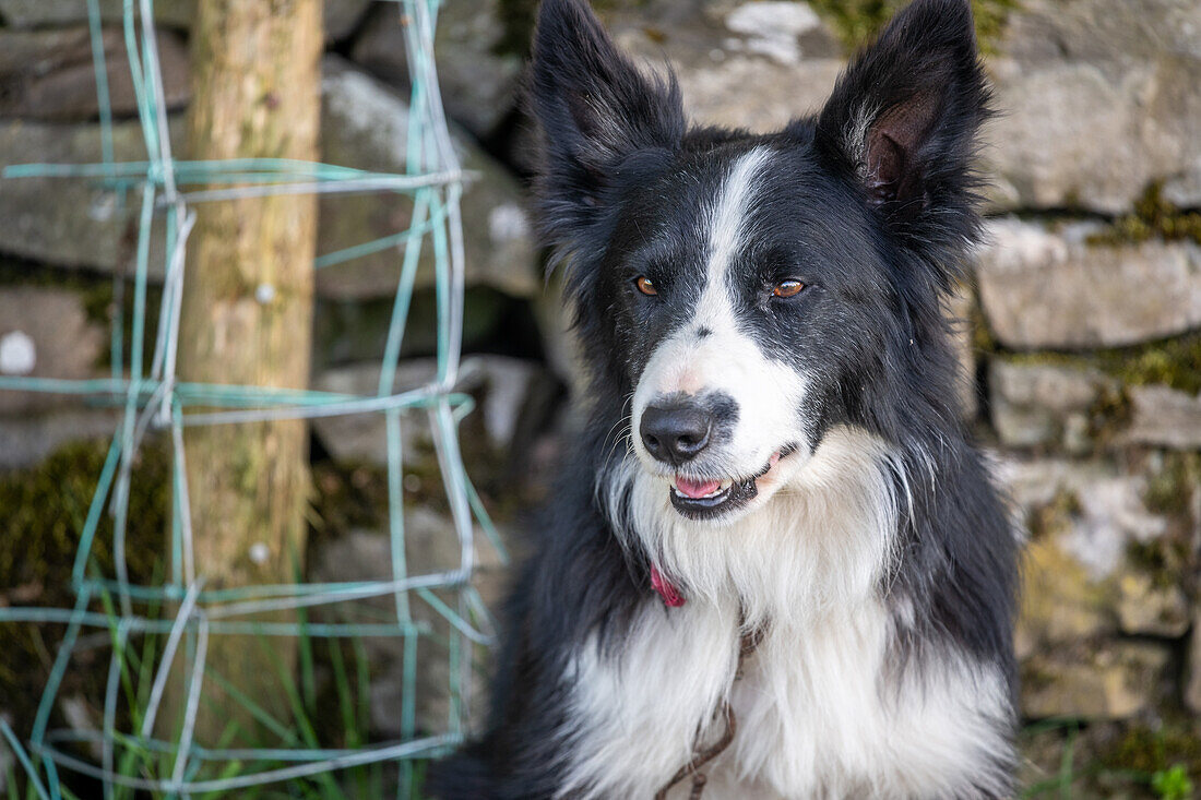 Close up Border Collie dog in England
