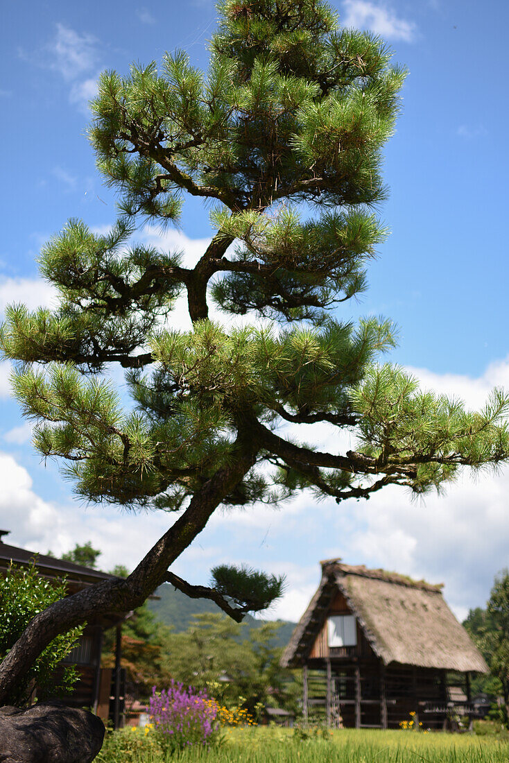 Shirakawa-go, traditionelles Dorf, das einen als gassho-zukuri bekannten Baustil zeigt, Präfektur Gifu, Japan