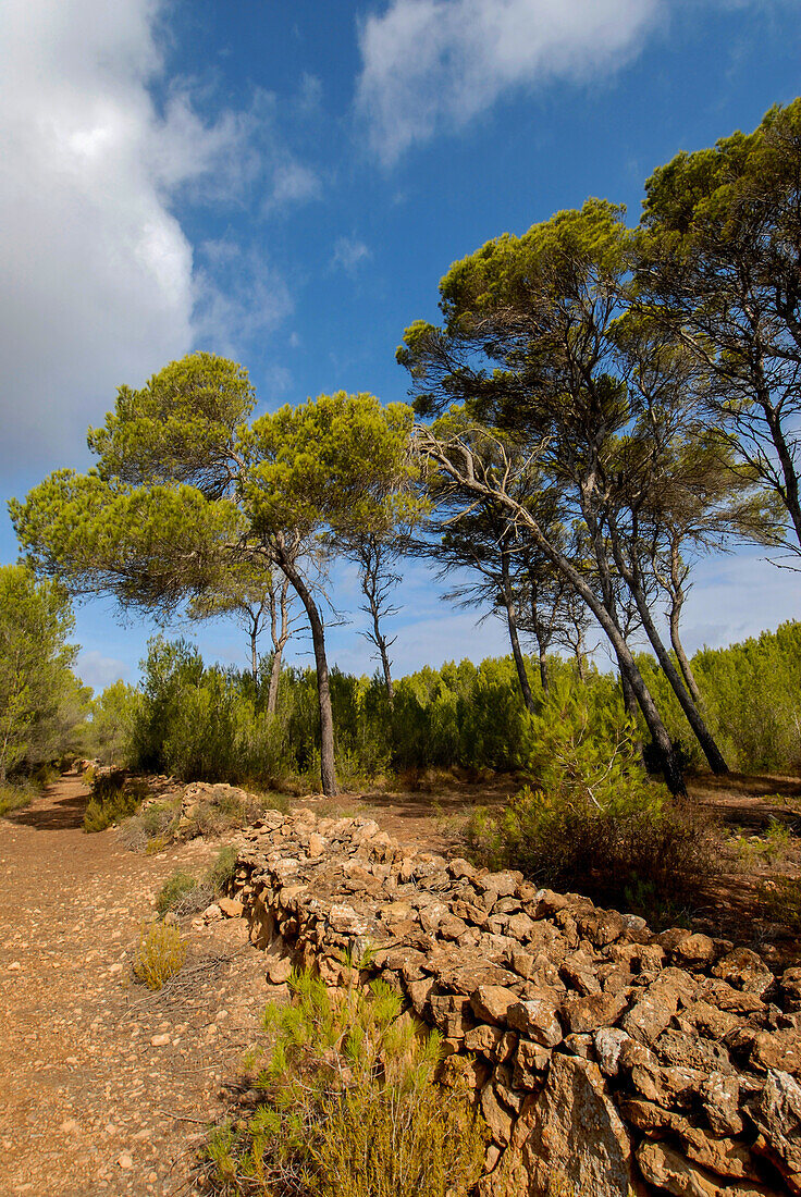 Rural area of Formentera, Spain