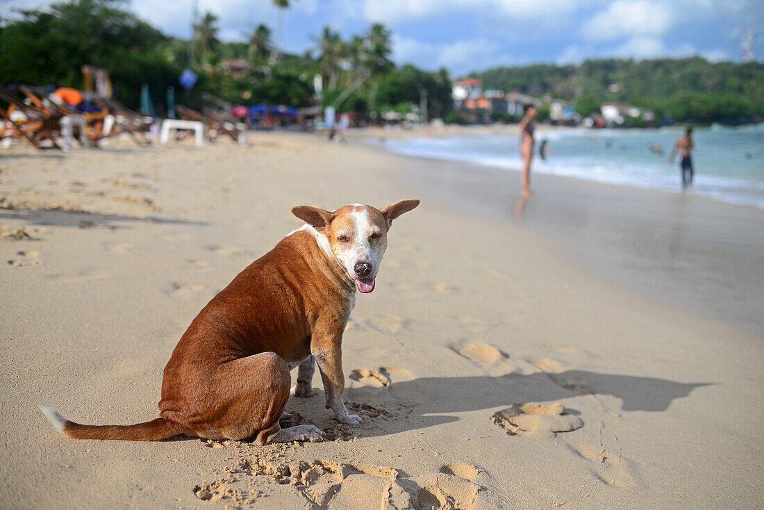 Hund am Strand von Unawatuna, Sri Lanka