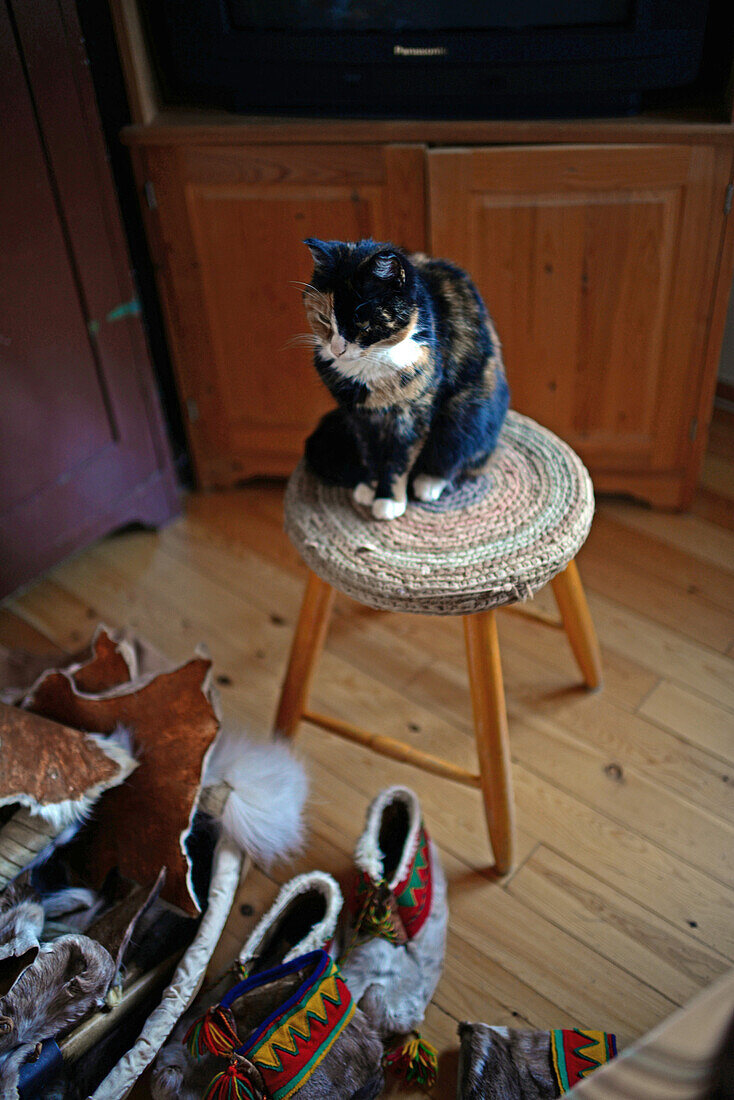 Katze auf Schemel. Traditionelles Kunsthandwerk in S?mi. Im Haus von Tuula Airamo, einer S?mi-Nachfahrin und Rentierzüchterin, am Muttus-See. Inari, Lappland, Finnland