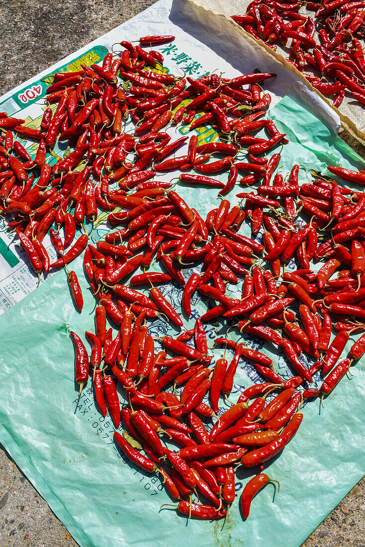 Red chili drying in Shirakawa-go, traditional village showcasing a building style known as gassho-zukuri, Gifu Prefecture, Japan