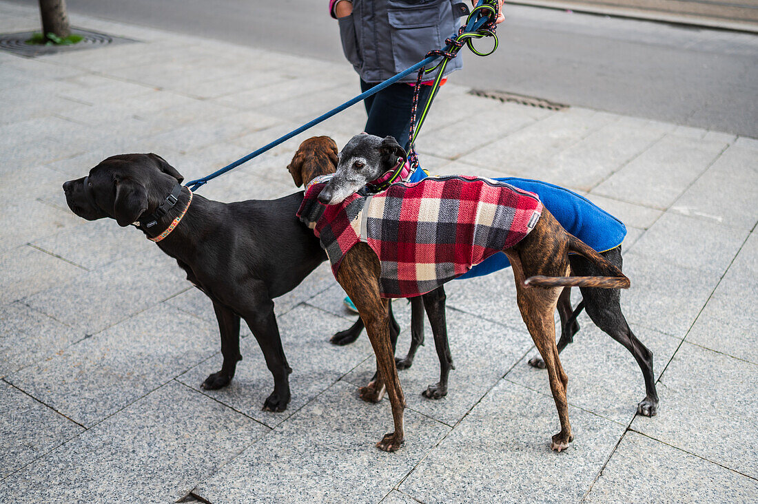 Tausende von Menschen demonstrieren in Spanien, um ein Ende der Jagd mit Hunden zu fordern, Zaragoza, Spanien