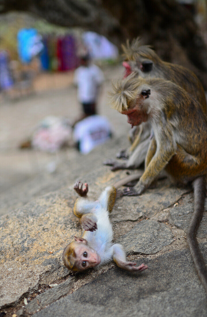 Affenfamilie vor dem Höhlentempel von Dambulla oder Goldenen Tempel von Dambulla, Weltkulturerbe in Sri Lanka