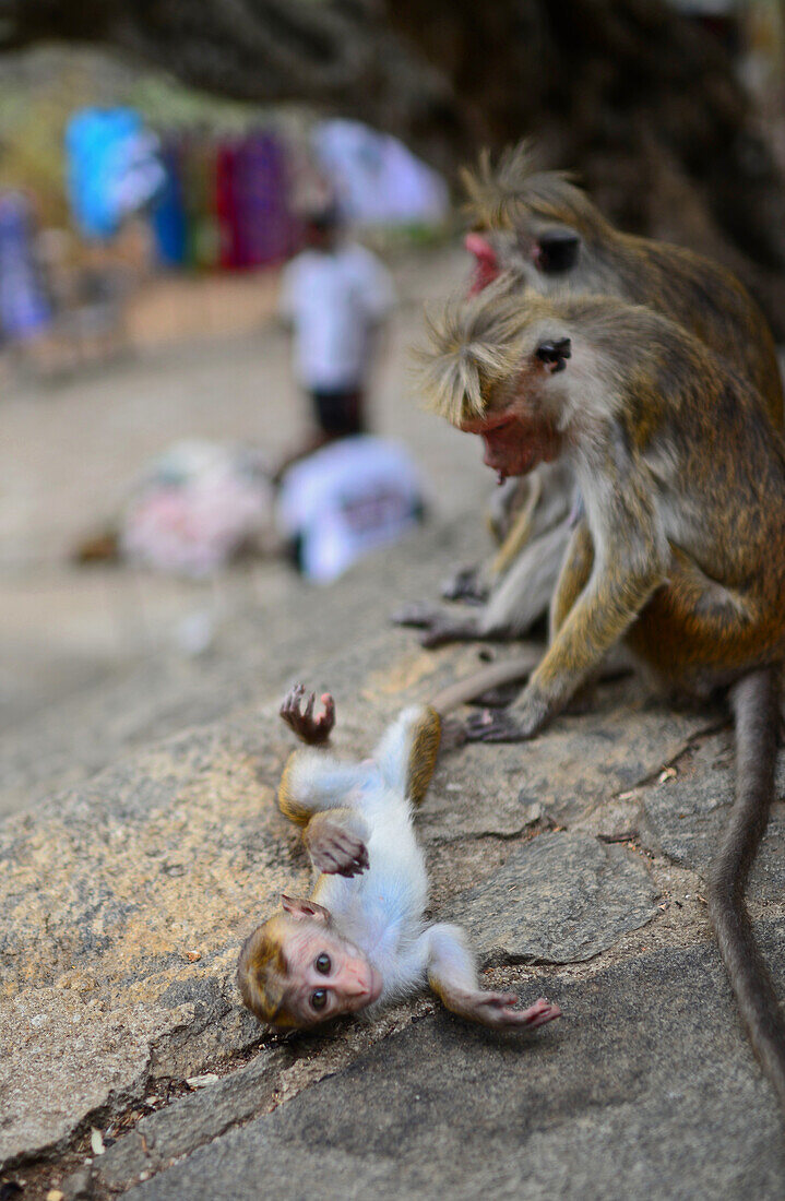 Monkey family outside Dambulla cave temple or Golden Temple of Dambulla, World Heritage Site in Sri Lanka