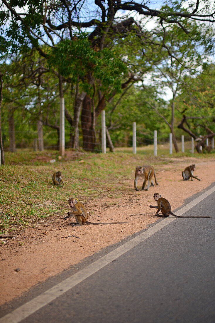 Group of monkeys next to the road in Sri Lanka
